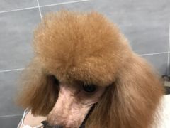 -宠福鑫康馨动物医院·骨科·眼科