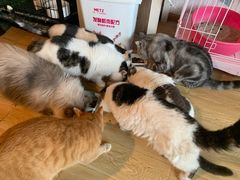 -Cappucimeow猫咪咖啡馆(韦伯时代店)