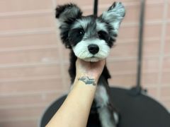 -FAELING PETS美天灵宠物(合生汇店)