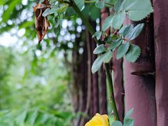 -合肥滨湖国家森林公园