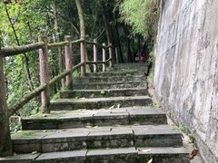 -铁山坪森林公园