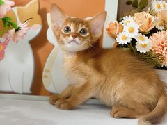 -小猫来了·猫舍(红山六九七九店)