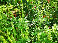 -广州神农草堂中医药博物馆