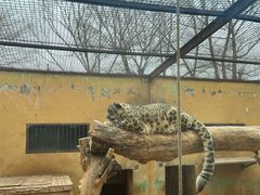 -青藏高原野生动物园