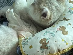 -猫十亿·布偶金渐层·曼基康矮脚猫舍(青年路店)