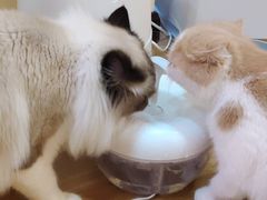 -滚猫咖啡·猫咖·猫友好撸猫(未来城店)
