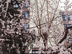 -北京师范大学附属中学