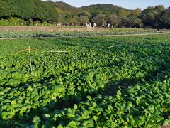 -八卦田遗址公园