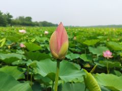 -西青郊野公园