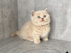 -小猫来了·猫舍(红山六九七九店)