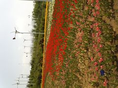 F:\图片\点评\植物园上传\IMG070-沈阳植物园