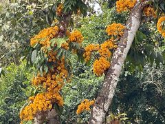 -中国科学院西双版纳热带植物园