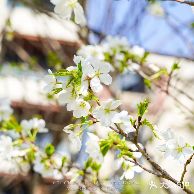 【这家武汉花园自助早餐，湖边樱花风景绝了】在武汉的度假酒店很