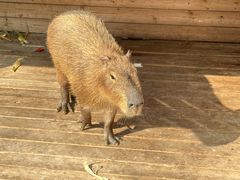 -廊坊固安福朋喜来登酒店