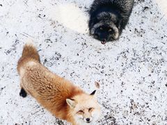 -宫城藏王狐狸村