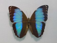 -上海昆虫博物馆