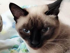 -北京观赏动物医院·24小时大型综合·猫专科·异宠专科