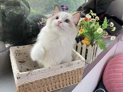 -lincat·猫舍(广州店)