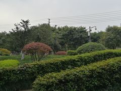 -神仙树公园