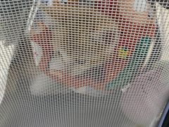 -瑞派动物医院·猫专科·至诚(江南中分院)