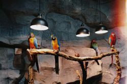 -Zoolung Zoolung动物主题公园(海信广场店)