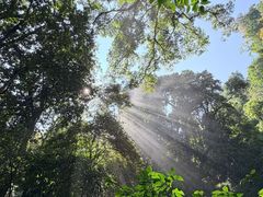 -莫里热带雨林景区