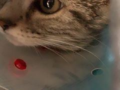 -美联众合宠物医院·爱萌分院·内外科·猫科中心