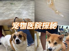 -美联众合动物医院·24h转诊中心