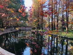 -上海共青森林公园