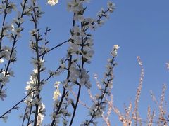 -桃花堤公园