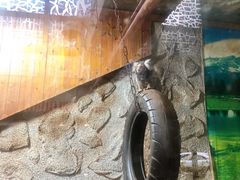 -上海大自然野生昆虫馆(东方明珠·爬宠昆虫探索中心)
