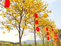 -天适樱花悠乐园