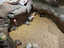 -造物庄园 萌宠纪(苏州湾歌林公园店)