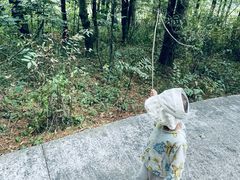 -武陵山森林公园