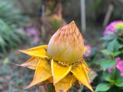 -中国科学院华南植物园