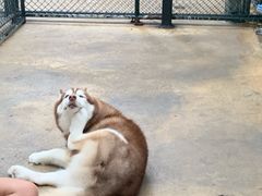 -TrueLove @ Neverland (Husky Cafe)
