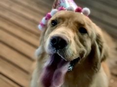 -趣多多宠物公园·宠物训犬学校·宠物寄养