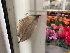 -上海自然博物馆