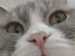 -柴迷FANS CLUB·柴犬狗咖·猫咖