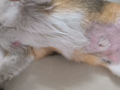 -暖阳宠物医院·犬猫康复中心·骨科
