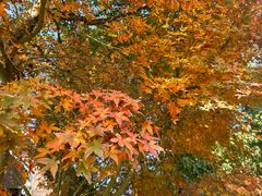 -铁山坪森林公园