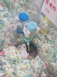 点击看大图 -神奇动物撸宠馆·羊驼·小浣熊·异宠(豫园店)