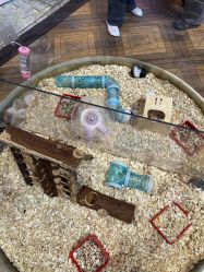 -卡通尼·Safari非洲探索乐园·生日会(金桥国际商业广场店)