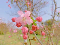-顾村公园