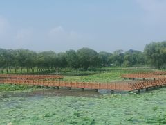 -洪湖生态旅游区