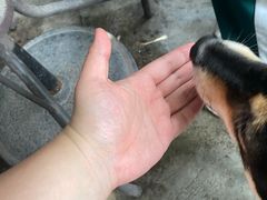 -柴犬高等学院·狗咖·柴犬售卖·宠物训练