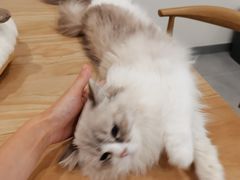 -有喵·猫咖·狗咖·30几只猫10只小狗(岗厦店)