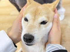 -南京Hallo宠物乐园·哈罗犬舍·柴犬繁育基地