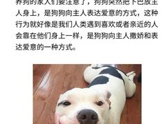 -翊宠yipet猫狗购宠庄园犬舍•猫舍