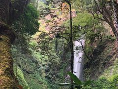 -莫里热带雨林景区